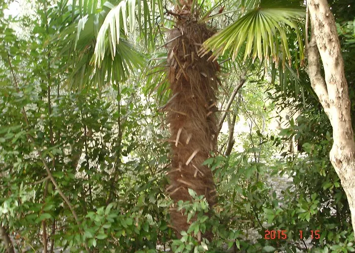 Dezelic Apartament *